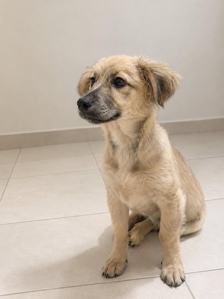 Mel, cadela de porte pequeno para adoção em São Paulo - SP — foto 4 de 6