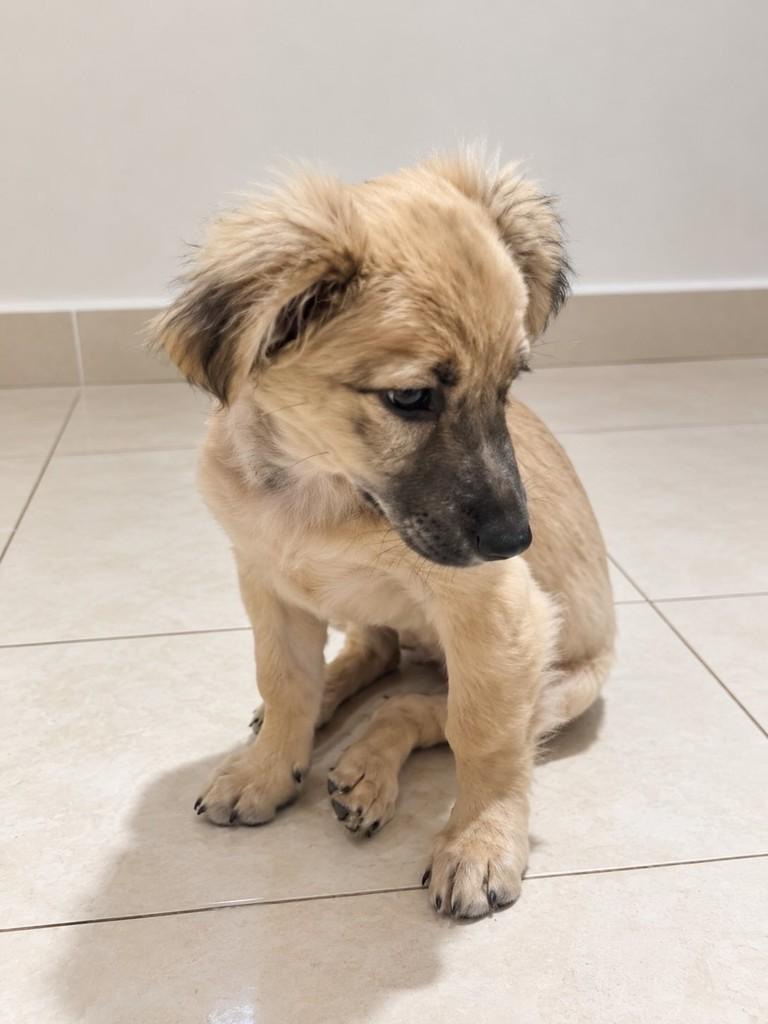 Mel, cadela de porte pequeno para adoção em São Paulo - SP — foto 5 de 6