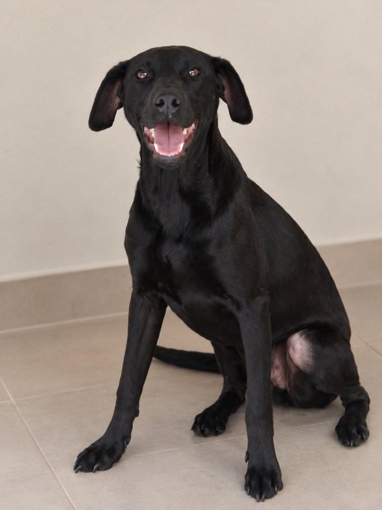 Nicky, cachorro de porte médio para adoção em São Paulo - SP