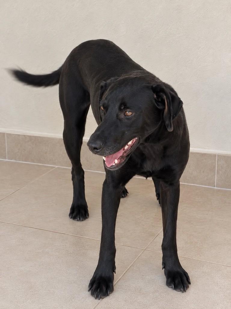 Nicky, cachorro de porte médio para adoção em São Paulo - SP — foto 2 de 4