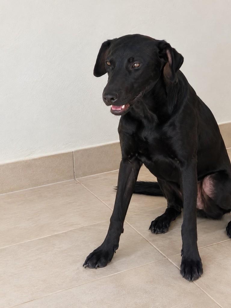 Nicky, cachorro de porte médio para adoção em São Paulo - SP — foto 3 de 4