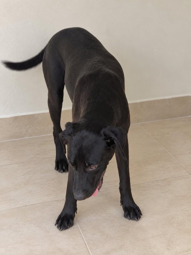 Nicky, cachorro de porte médio para adoção em São Paulo - SP — foto 4 de 4