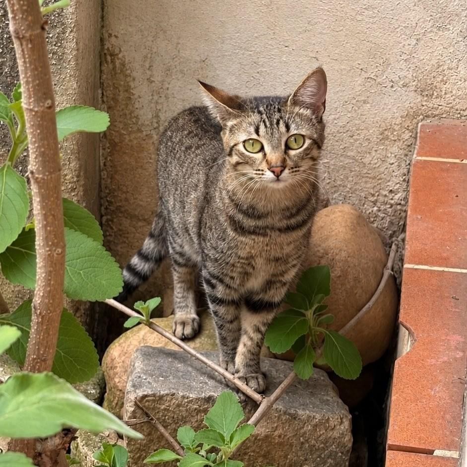 Monike, gata para adoção em São Paulo - SP — foto 2 de 9