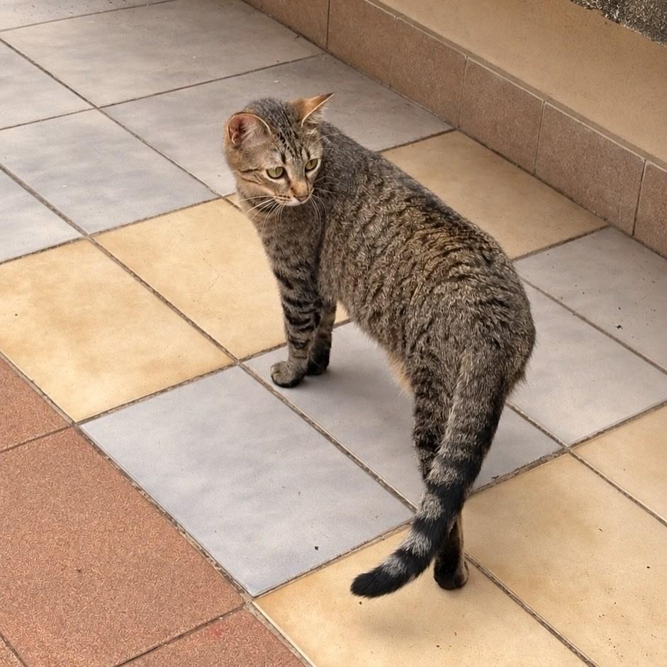Monike, gata para adoção em São Paulo - SP — foto 3 de 9