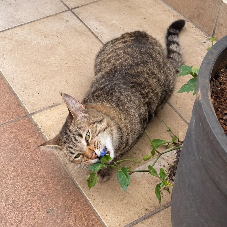 Monike, gata para adoção em São Paulo - SP — foto 4 de 9