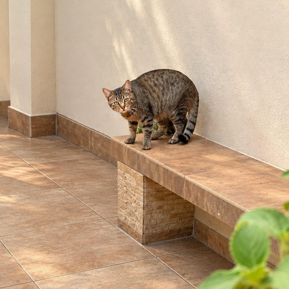 Monike, gata para adoção em São Paulo - SP — foto 5 de 9