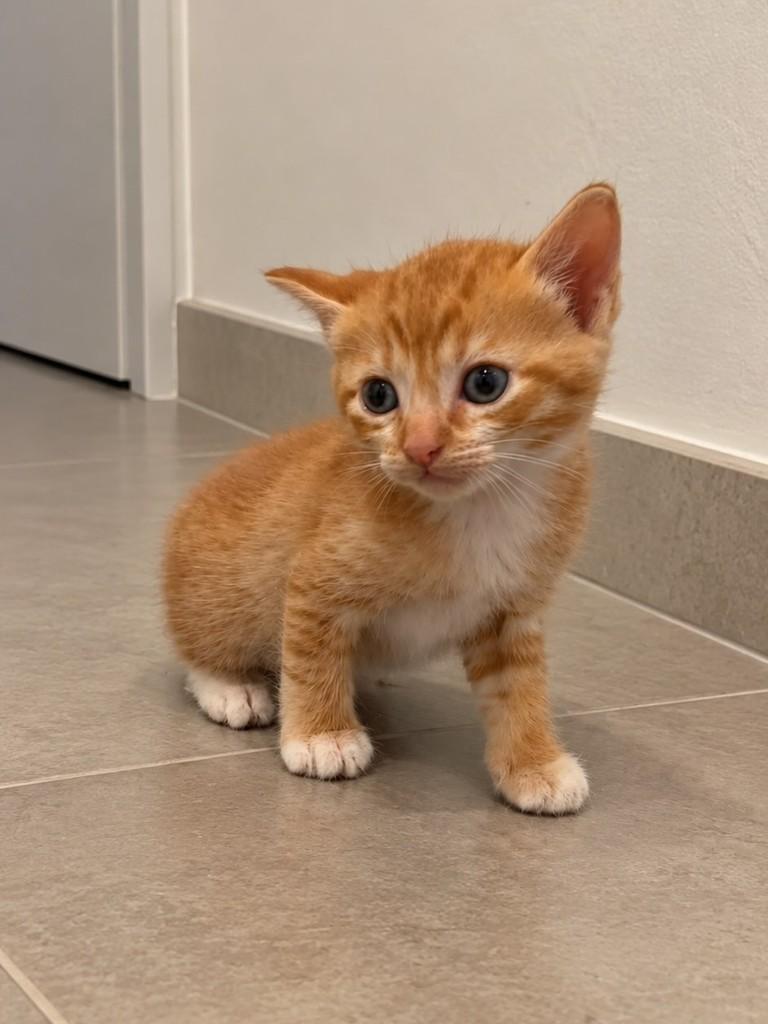 Curry, gato de porte pequeno para adoção em São Paulo - SP