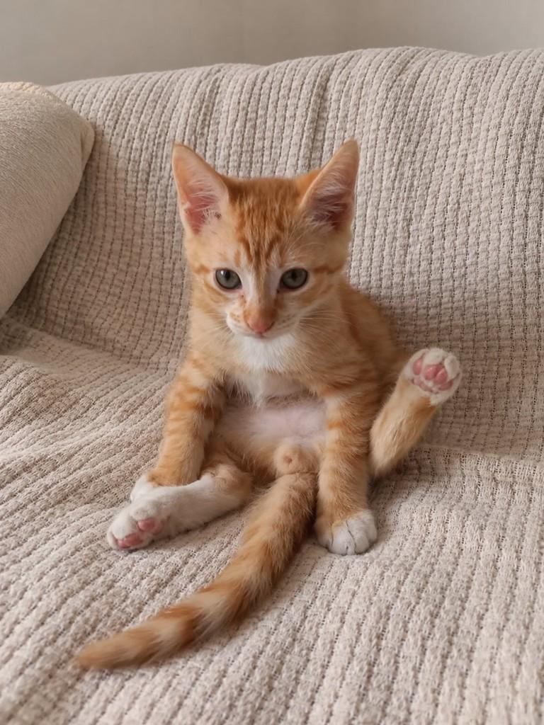 Curry, gato de porte pequeno para adoção em São Paulo - SP — foto 2 de 3