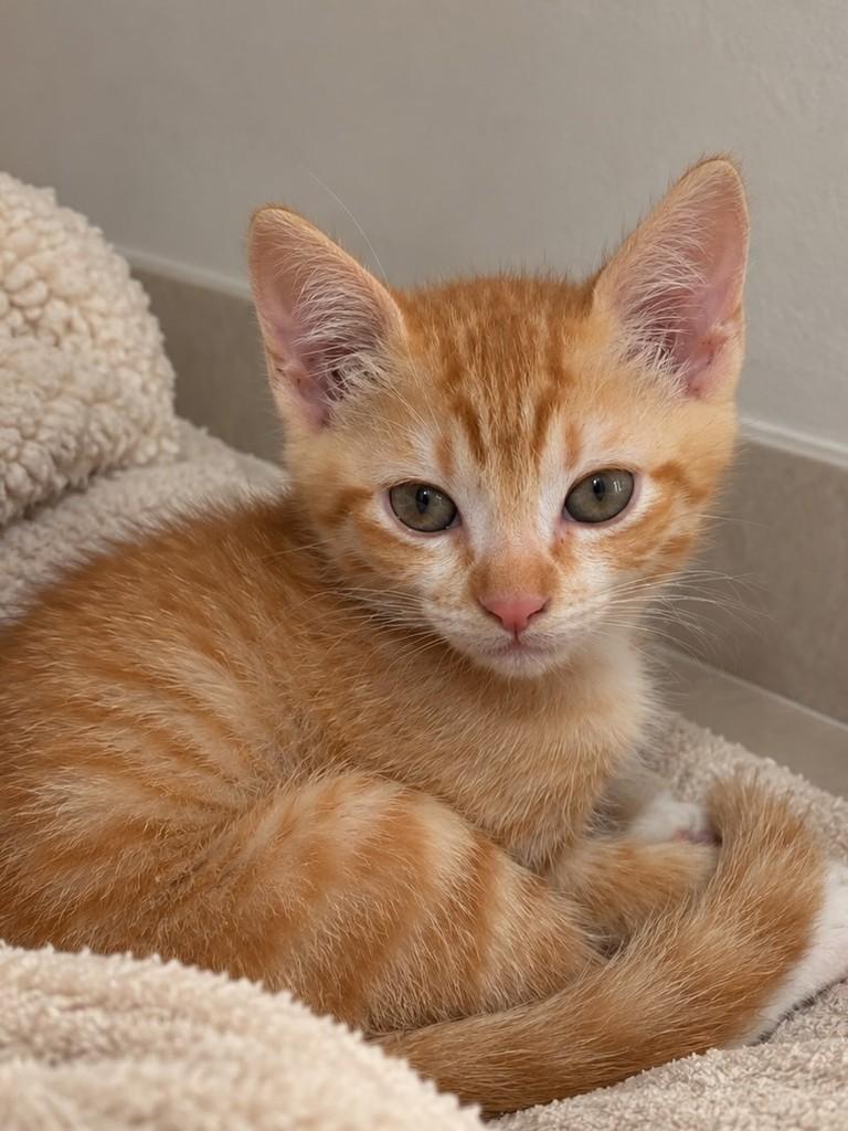 Curry, gato de porte pequeno para adoção em São Paulo - SP — foto 3 de 3