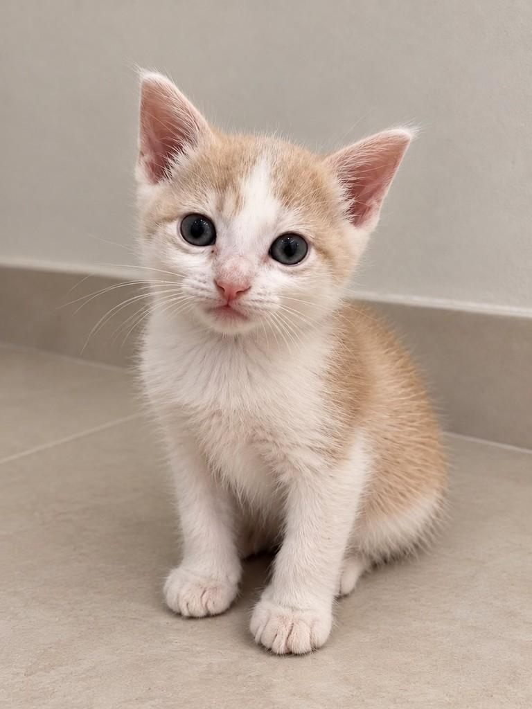 Peach, gato de porte pequeno para adoção em São Paulo - SP
