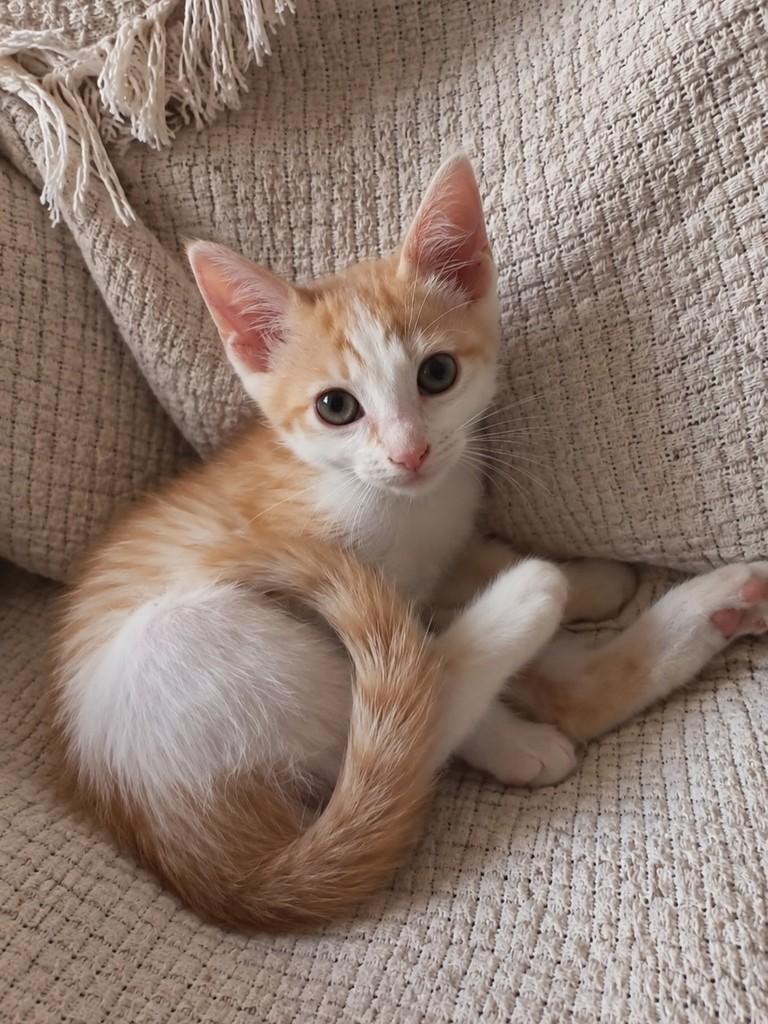 Peach, gato de porte pequeno para adoção em São Paulo - SP — foto 2 de 3