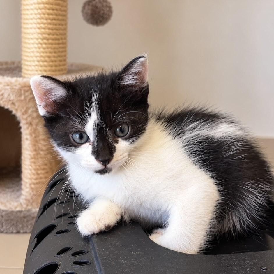Fernando Pessoa, gato de porte pequeno para adoção em São Paulo - SP — foto 2 de 3