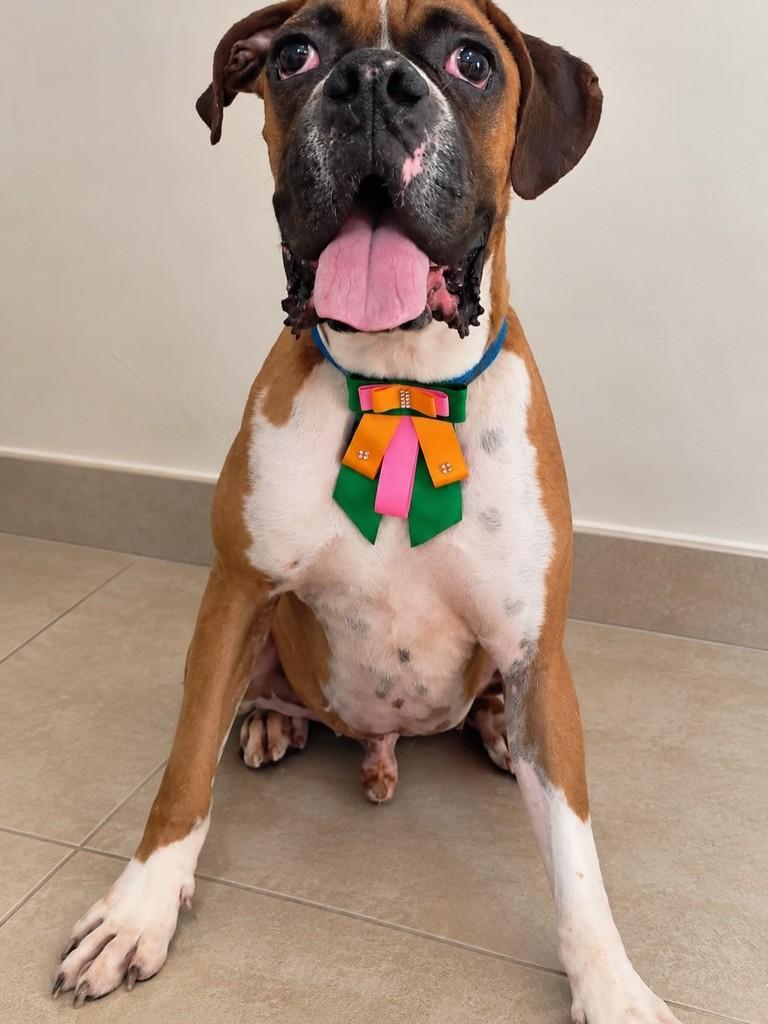 Doug, cachorro de porte grande para adoção em São Paulo - SP — foto 2 de 4