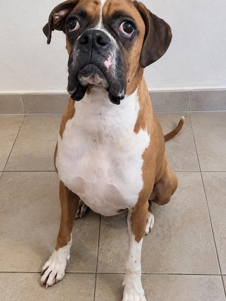 Doug, cachorro de porte grande para adoção em São Paulo - SP — foto 3 de 4
