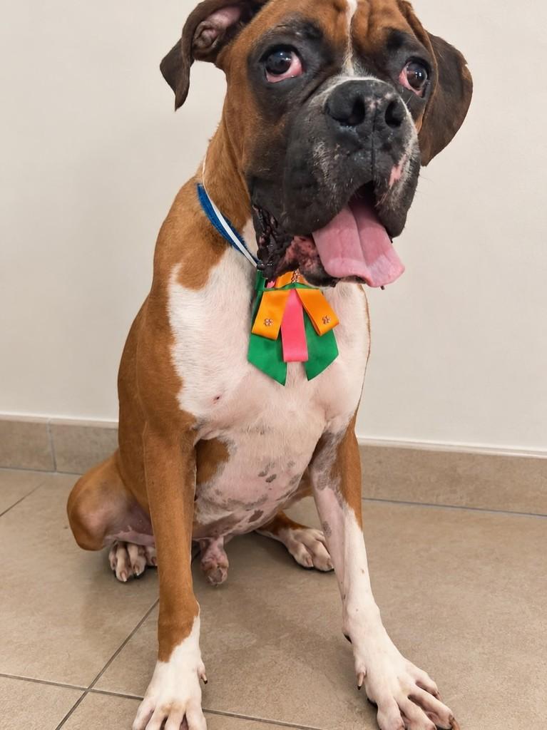 Doug, cachorro de porte grande para adoção em São Paulo - SP — foto 4 de 4