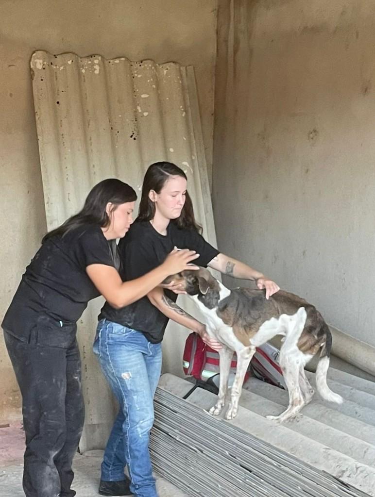 Chocolate, cachorro de porte médio para adoção em Crato - CE