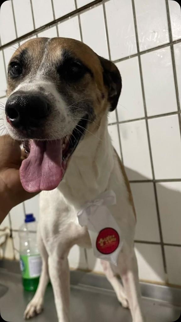 Rambo, cachorro de porte médio para adoção em Crato - CE