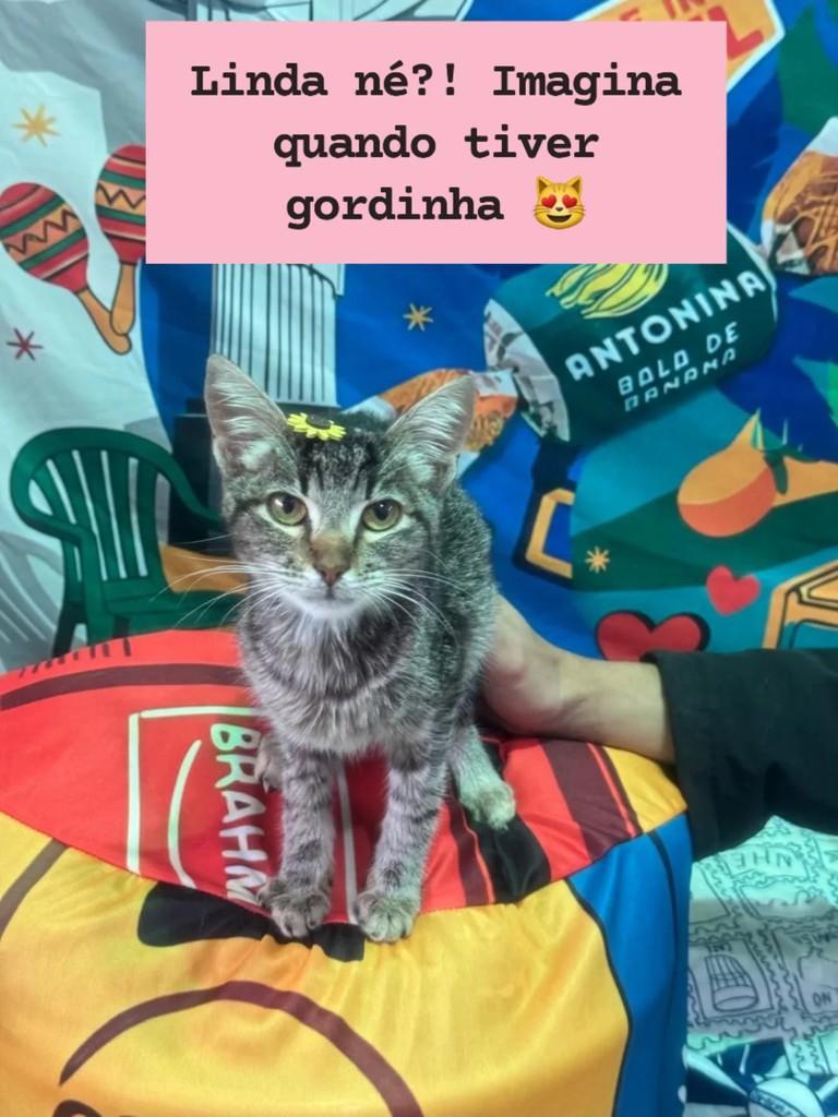 Moana, gato de porte pequeno para adoção em Santa Maria - RS