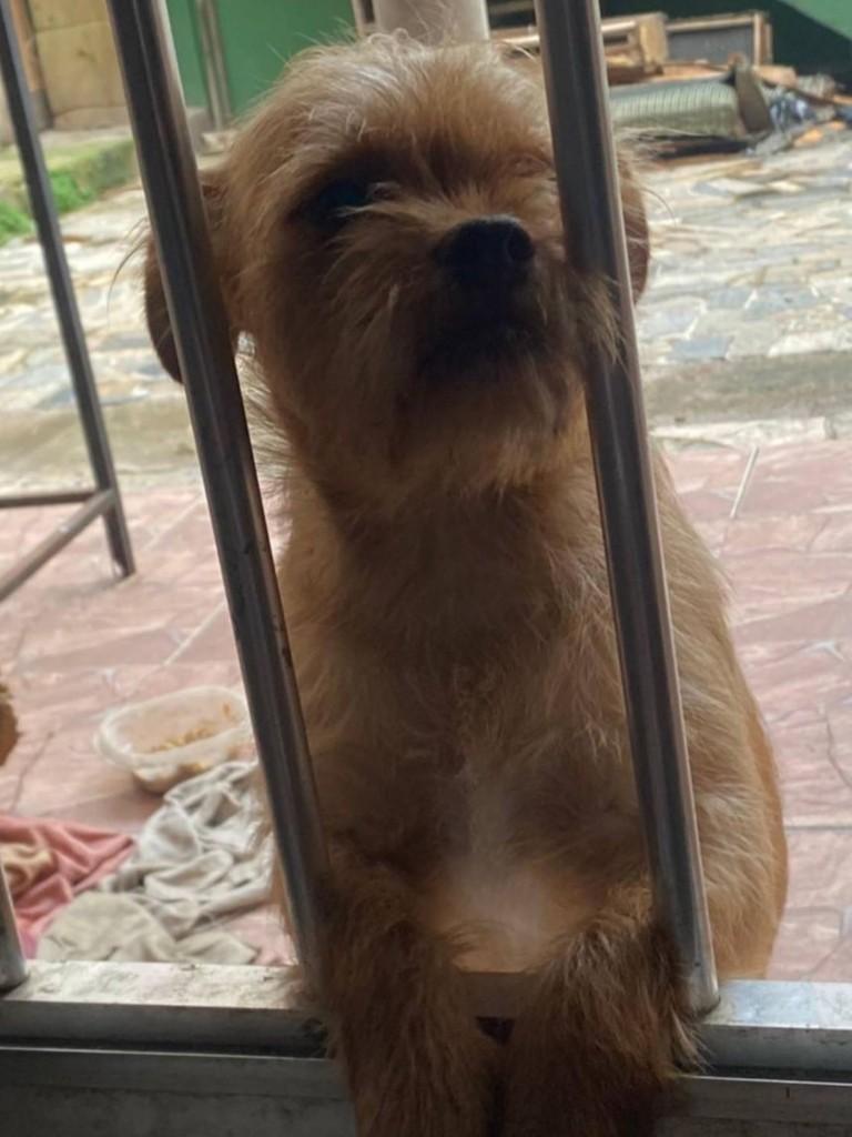 Mel, cadela de porte pequeno para adoção em São Gonçalo do Sapucaí - MG