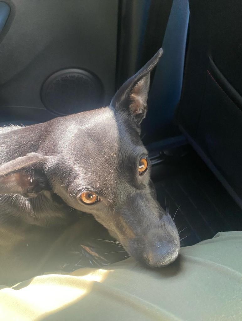 Lili, cadela de porte pequeno para adoção em São Gonçalo do Sapucaí - MG