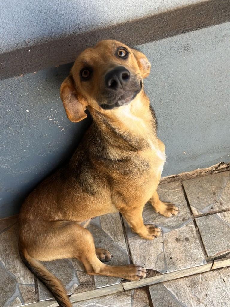 Princesa, cachorro de porte pequeno para adoção em São Gonçalo do Sapucaí - MG