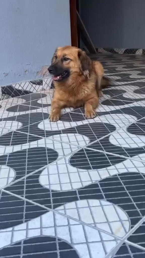 Elizabeth, cachorro de porte pequeno para adoção em São Gonçalo do Sapucaí - MG