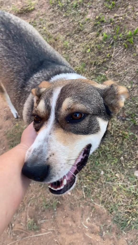 Dumbo, cachorro de porte médio para adoção em São Gonçalo do Sapucaí - MG