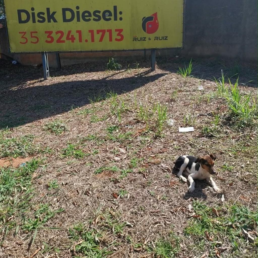 Bolinha, cachorro de porte pequeno para adoção em São Gonçalo do Sapucaí - MG