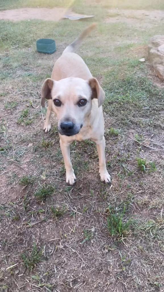 Cleitinho, cachorro de porte pequeno para adoção em São Gonçalo do Sapucaí - MG