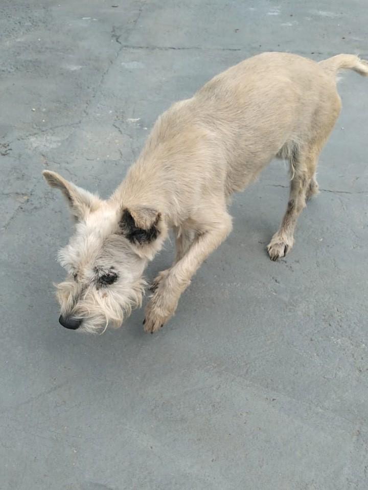 Tunico, cachorro de porte pequeno para adoção em São Gonçalo do Sapucaí - MG
