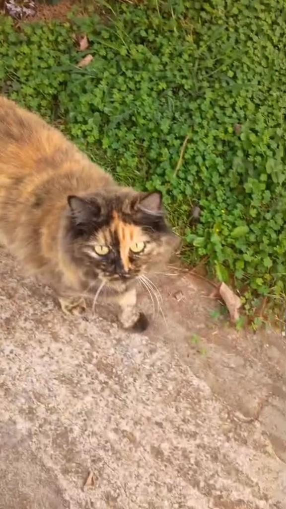 Rocambole, gata de porte médio para adoção em São Gonçalo do Sapucaí - MG
