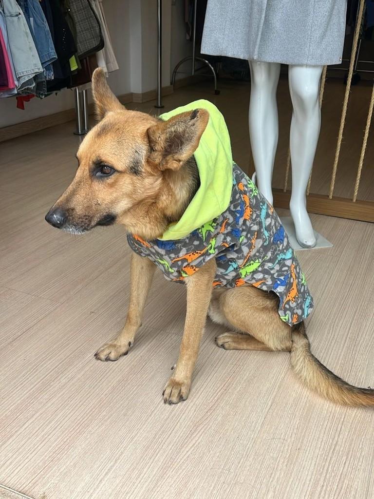 Guardião, cachorro de porte médio para adoção em São Gonçalo do Sapucaí - MG