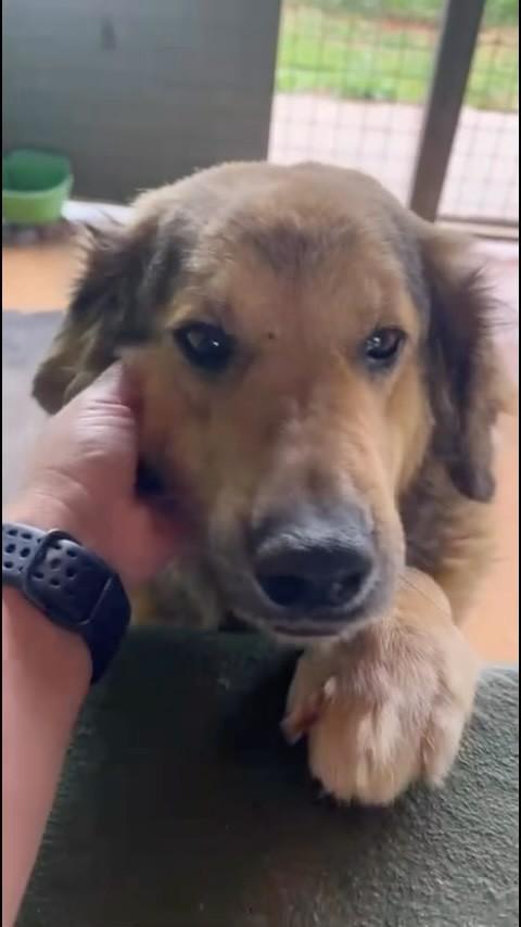 Shakira, cachorro de porte pequeno para adoção em São Gonçalo do Sapucaí - MG
