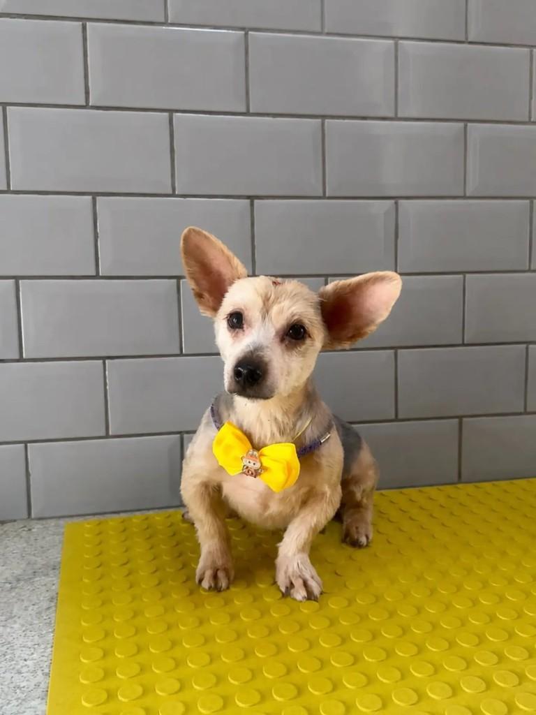 Nick, cachorro de porte pequeno para adoção em São José do Rio Preto - SP