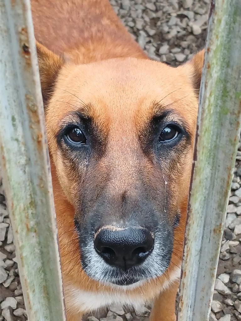 Olivia, cadela de porte grande para adoção em Joinville - SC