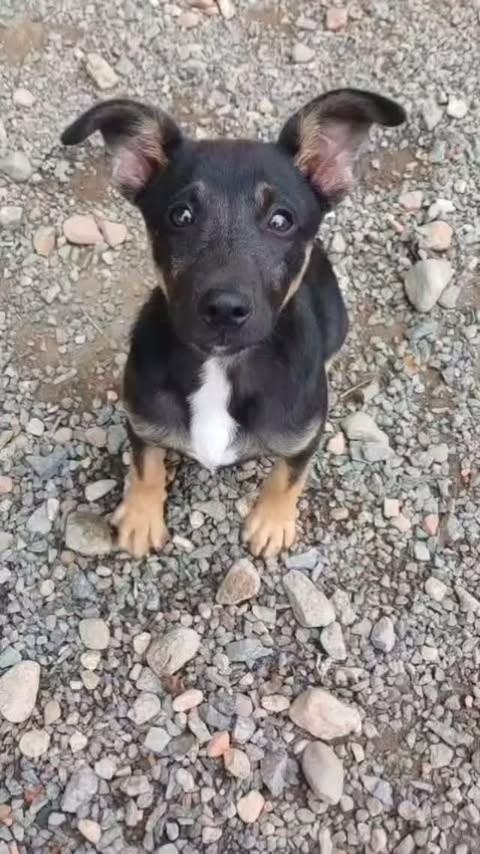 Scooby, cachorro de porte médio para adoção em Joinville - SC