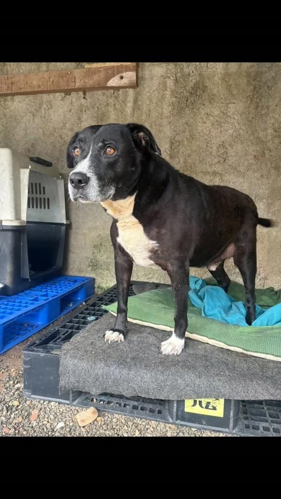 Toby, cachorro de porte médio para adoção em Joinville - SC