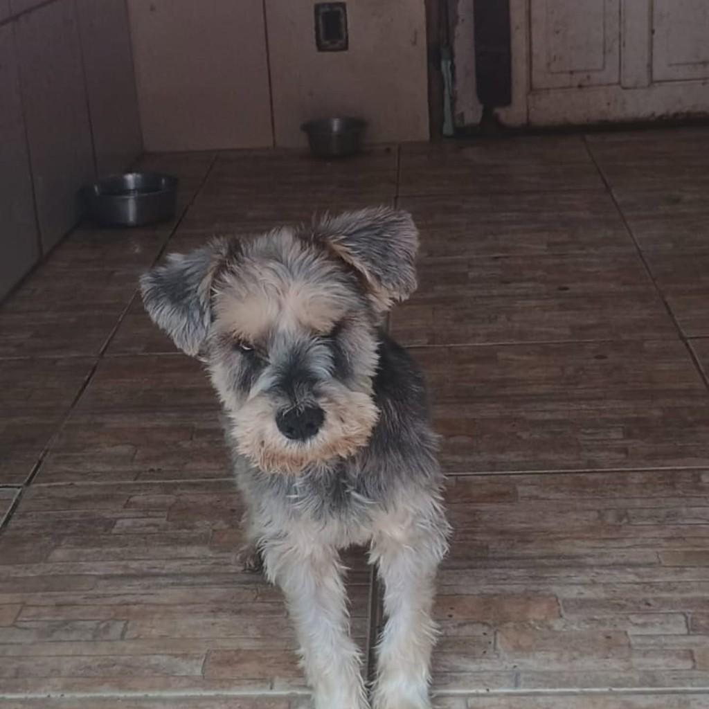Juquinha, cachorro de porte pequeno para adoção em Rio de Janeiro - RJ
