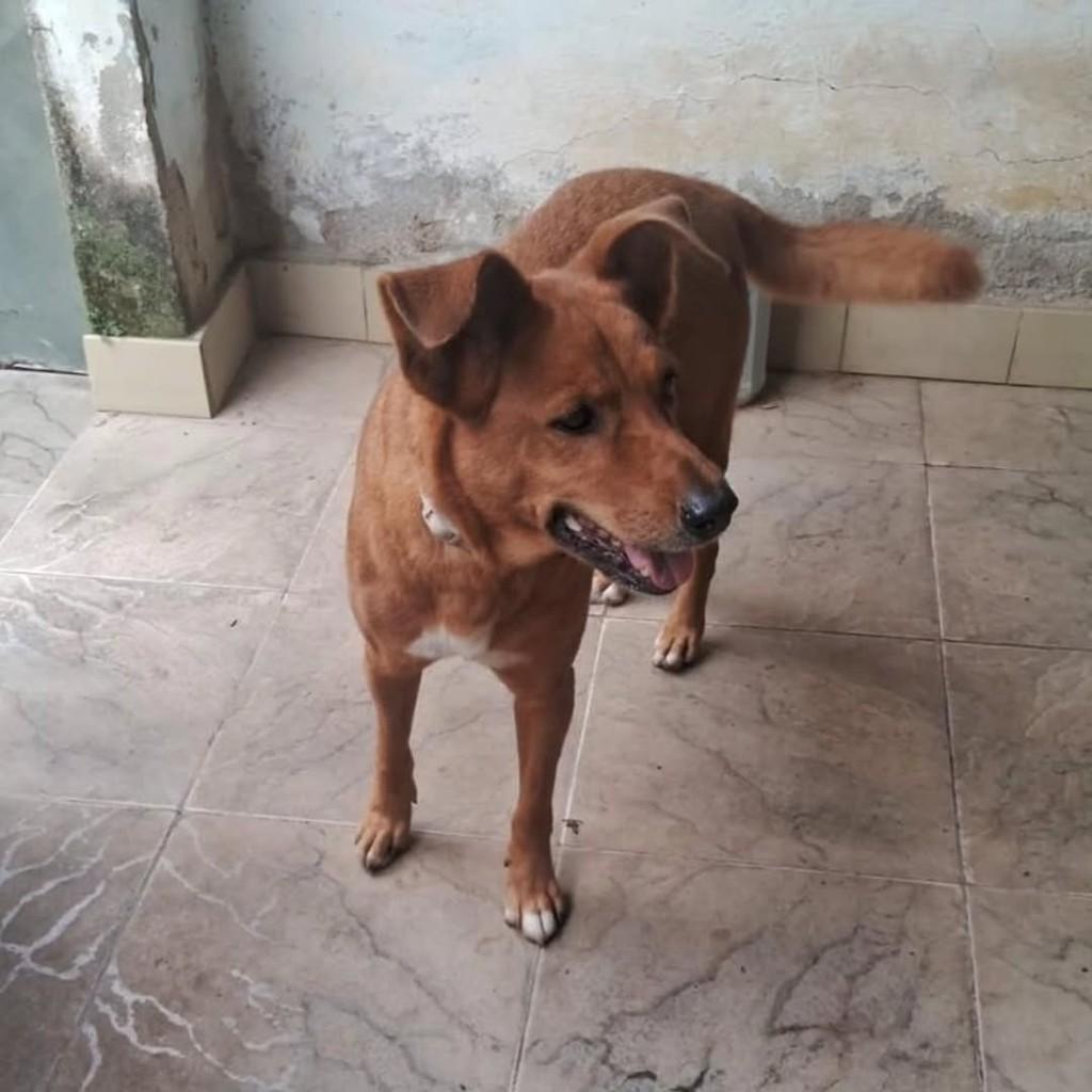 Lola, cachorro de porte médio para adoção em Niterói - RJ