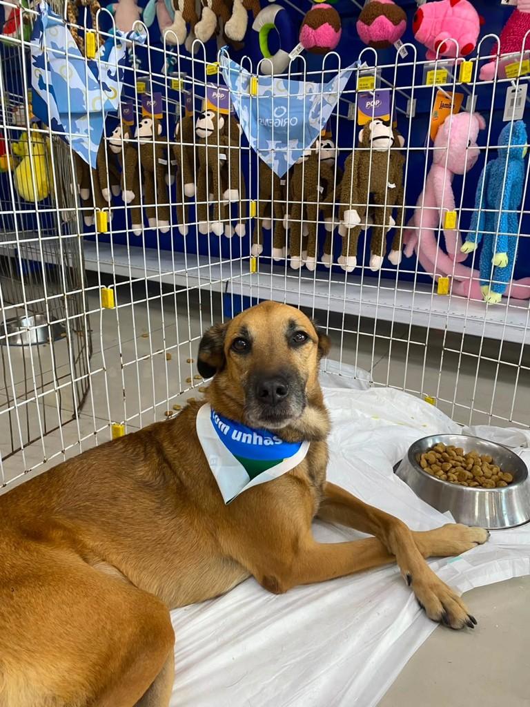Scooby, cachorro de porte médio para adoção em Niterói - RJ