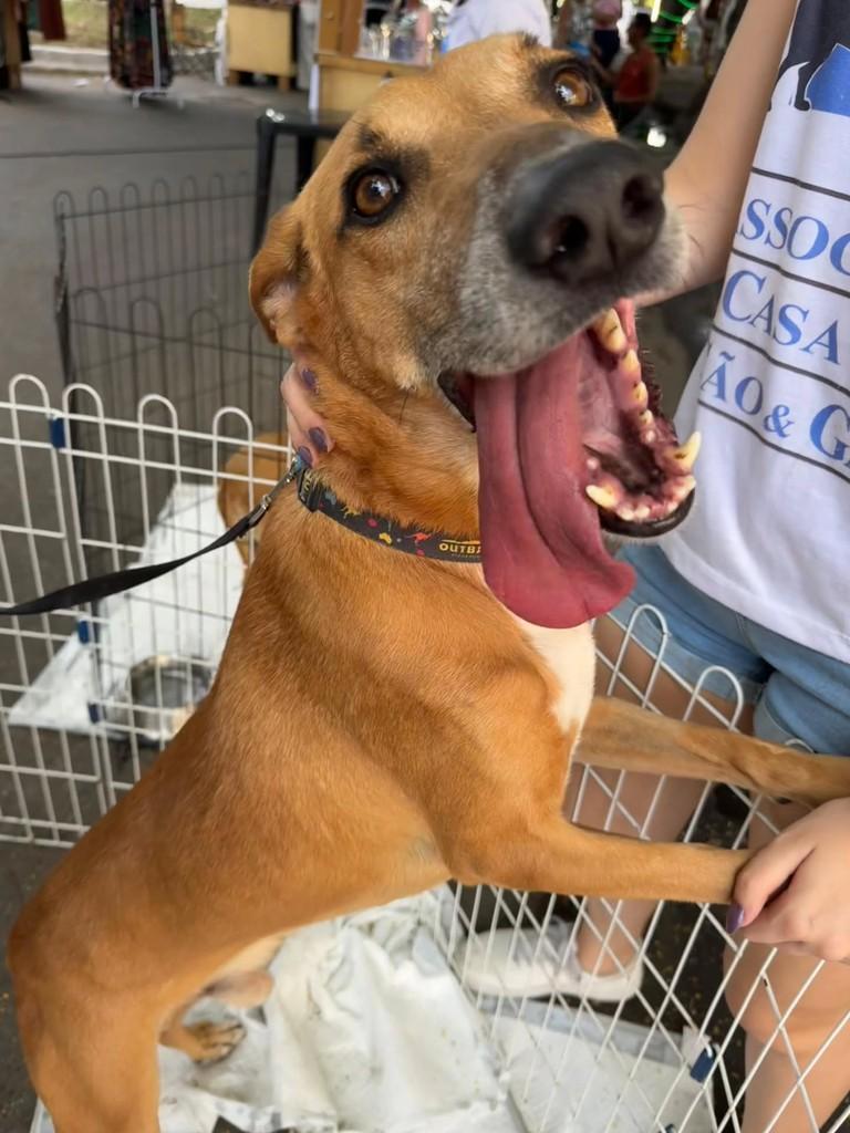 Bento, cachorro de porte médio para adoção em Niterói - RJ