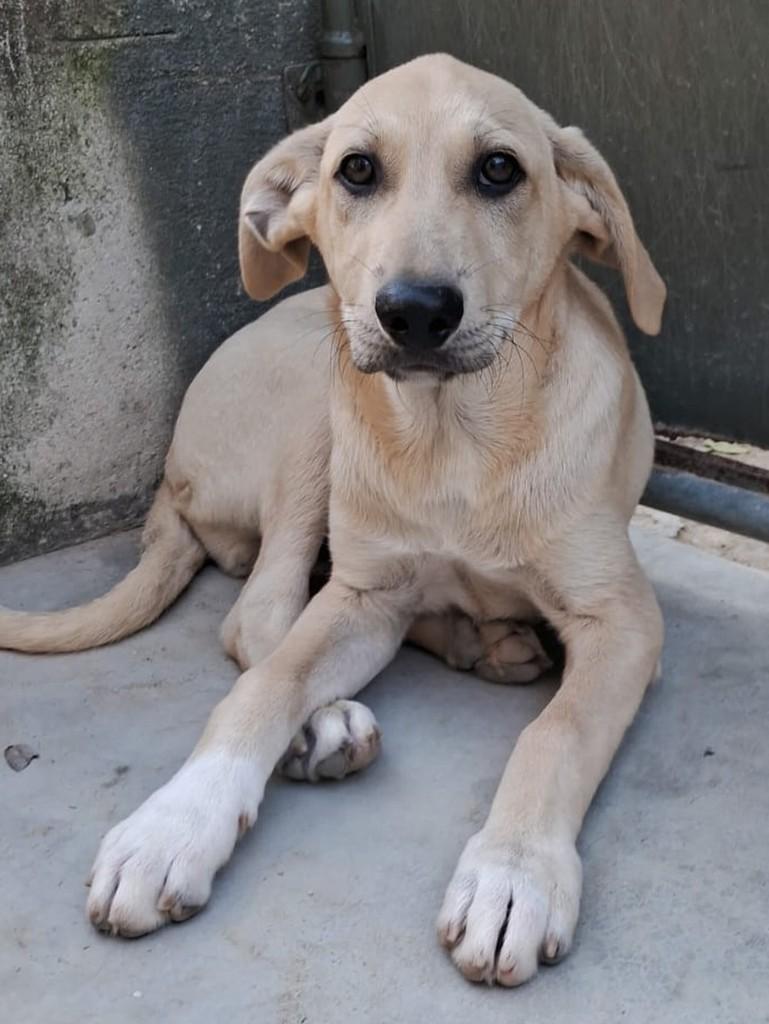 Leite Ninho, cachorro de porte pequeno para adoção em Niterói - RJ