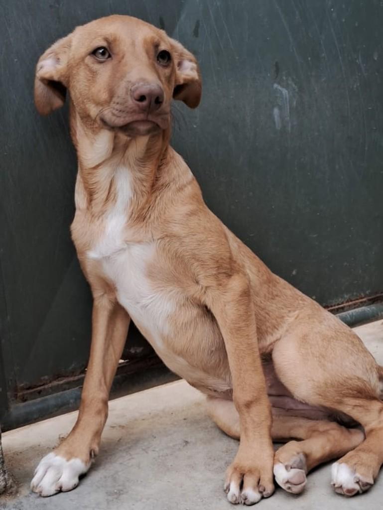 Avelã, cadela de porte pequeno para adoção em Niterói - RJ