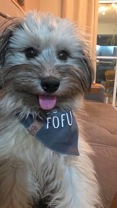 Theo, cachorro de porte pequeno para adoção em Brasília - DF