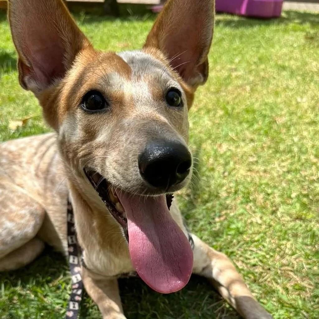 Ruffles, cachorro de porte médio para adoção em Brasília - DF