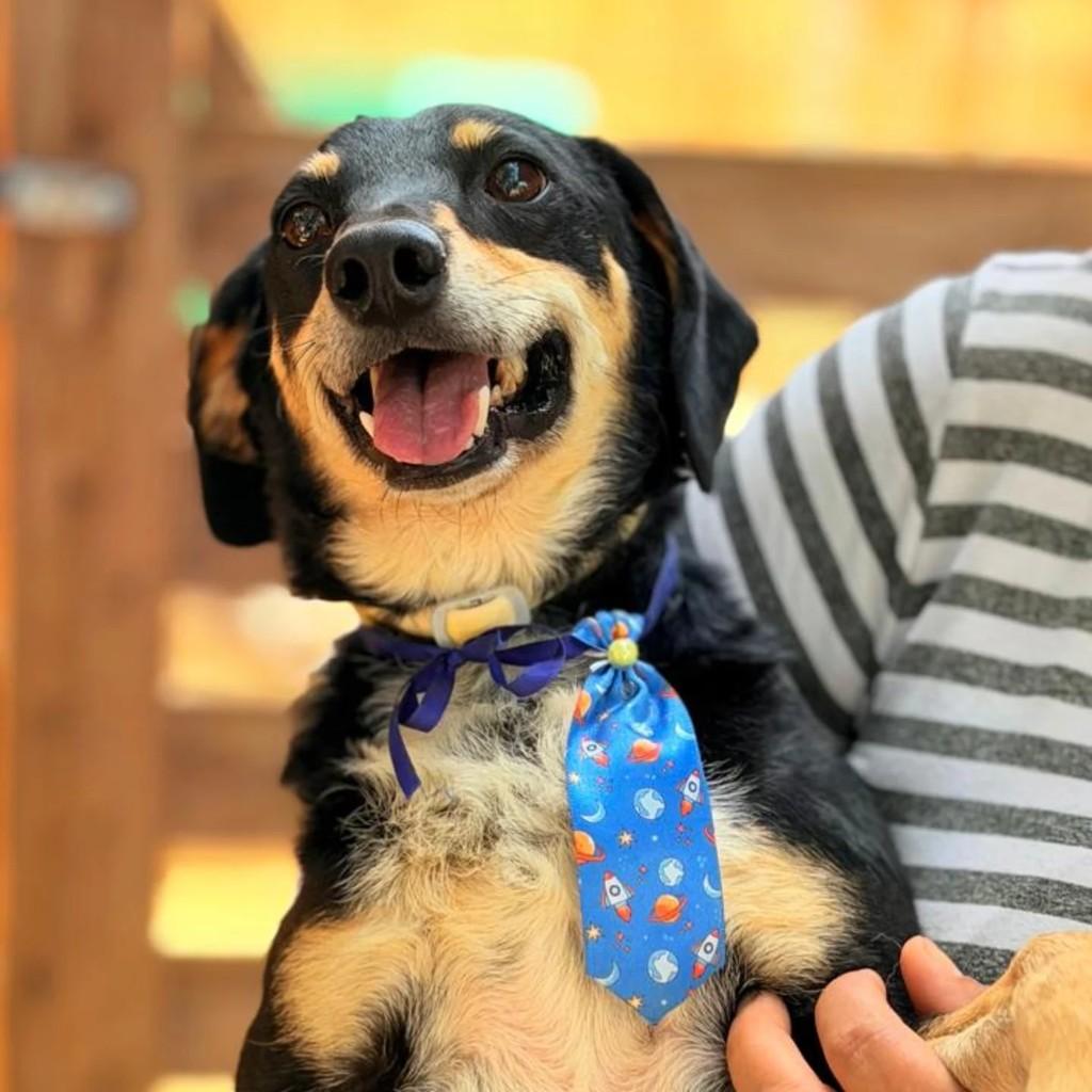 Rony, cachorro de porte pequeno para adoção em Brasília - DF