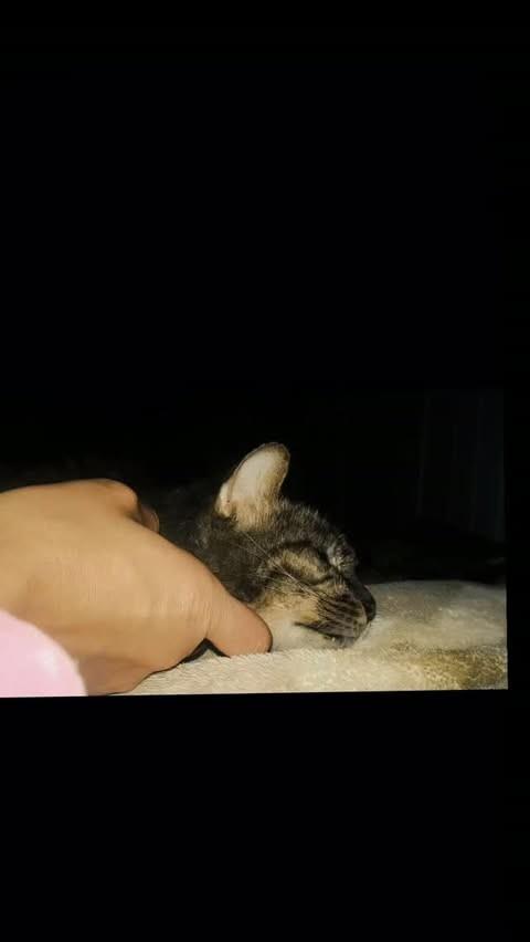 Leon, gato para adoção em Canoas - RS