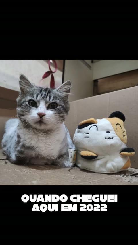 Doducha, gato de porte pequeno para adoção em Canoas - RS
