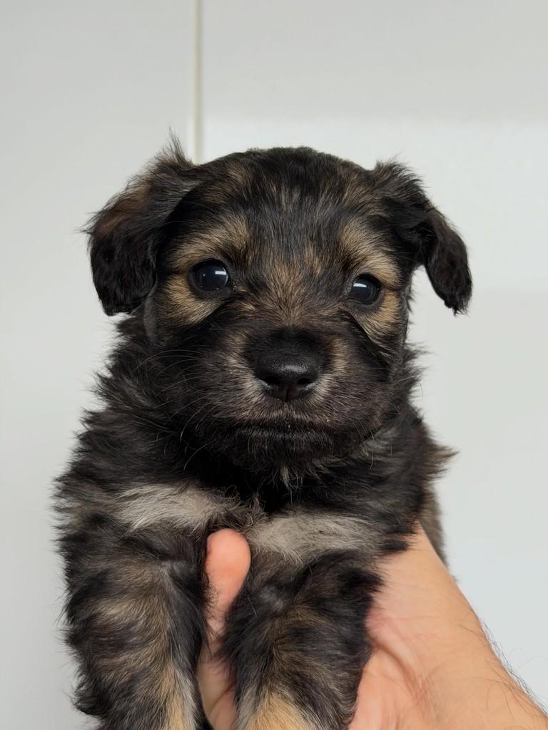 Paolo, cachorro de porte médio para adoção em São Paulo - SP