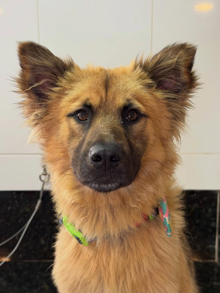 Fabrício, cachorro de porte pequeno para adoção em São Paulo - SP
